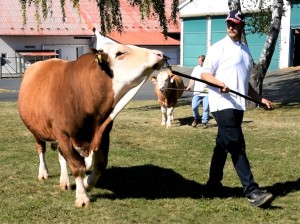 Přehlídka býků ISB Zásmuky - Fotografie 2