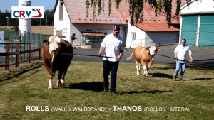 Přehlídka býků ISB Zásmuky - Fotografie 5