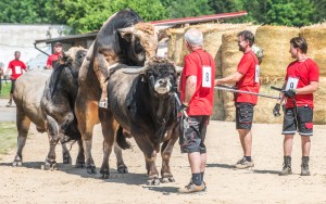 Přehlídka býků Hradištko pod Medníkem 2022 - Fotografie 4