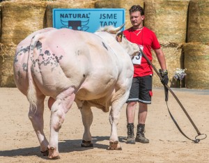 Přehlídka býků Hradištko pod Medníkem 2022 - Fotografie 8