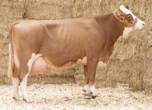 IV. laktace - 3. místo AGRO Liboměřice
