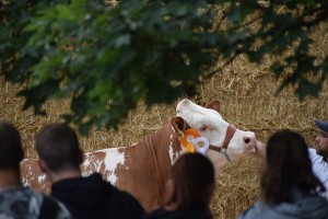 XV. Národní výstava v Radešínské Svratce - Fotografie 31
