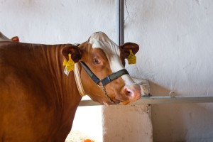 Zemědělský den Mžany - Fotografie 2