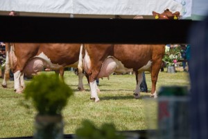 Zemědělský den Mžany - Fotografie 98