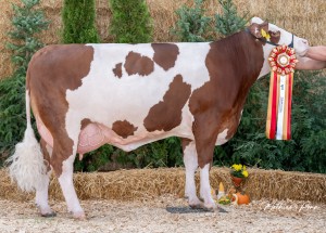 Národní výstava Radešínská Svratka 17.9. 2026 - oceněné plemenice - Fotografie 6