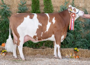 Národní výstava Radešínská Svratka 17.9. 2026 - oceněné plemenice - Fotografie 7