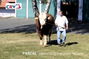 Přehlídka býků ISB Zásmuky - Fotografie 1