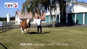 Přehlídka býků ISB Zásmuky - Fotografie 7
