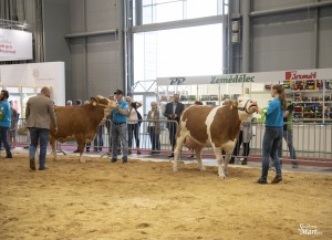 Národní výstava zvířat Brno 2021 - Fotografie 26