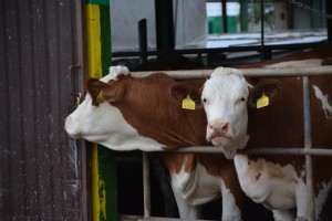Den otevřených dveří AGRO Liboměřice a.s. - Fotografie 4