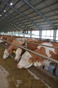 Den otevřených dveří AGRO Liboměřice a.s. - Fotografie 7