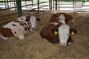 Den otevřených dveří AGRO Liboměřice a.s. - Fotografie 18