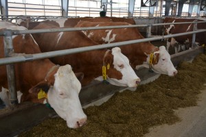 Den otevřených dveří AGRO Liboměřice a.s. - Fotografie 20