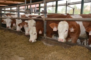 Den otevřených dveří AGRO Liboměřice a.s. - Fotografie 21