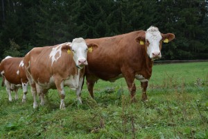 Den otevřených dveří AGRO Liboměřice a.s. - Fotografie 22