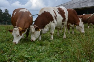 Den otevřených dveří AGRO Liboměřice a.s. - Fotografie 23