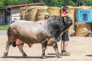 Přehlídka býků Hradištko pod Medníkem 2022 - Fotografie 5
