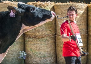 Přehlídka býků Hradištko pod Medníkem 2022 - Fotografie 7