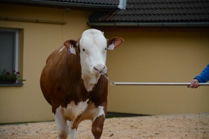 Přehlídka býků ISB Bohdalec 2022 - Fotografie 8