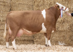 Mladší šampionka Národní výstavy, AGRO Liboměřice a. s. 