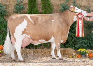 Národní výstava Radešínská Svratka 17.9. 2026 - oceněné plemenice - Fotografie 5