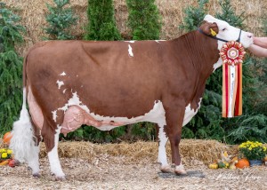 Národní výstava Radešínská Svratka 17.9. 2026 - oceněné plemenice - Fotografie 10